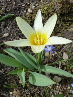 botanischer garten muenchen