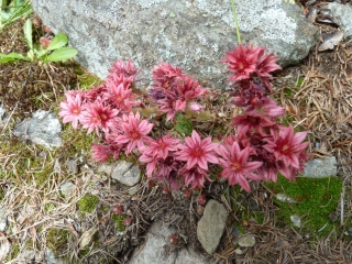 Alpenblumen