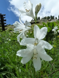 Lötschental