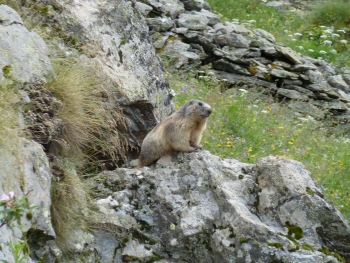 Lötschental Murmeltier