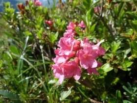 Alpenrose