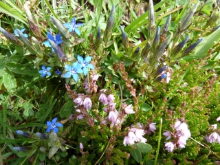 Herbstblumen