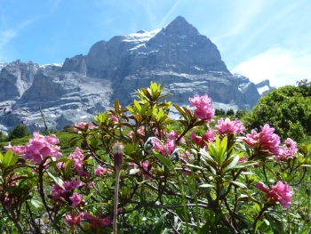 Wetterhorn