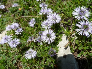 Herblaettrige Kugelblume