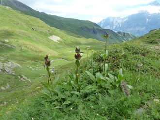 Enziane