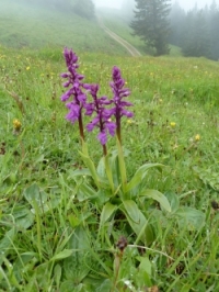 geflecktes Knabenkraut