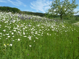 blumenwiese