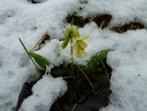 schluesselblume