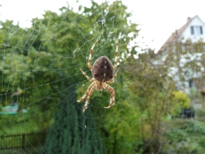 Kreuzspinne zu Hause