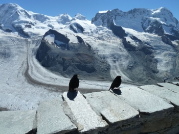 Gornergrat