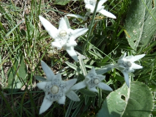 Edelweiss